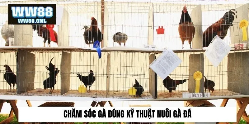 Chăm sóc gà đúng kỹ thuật nuôi gà đá​