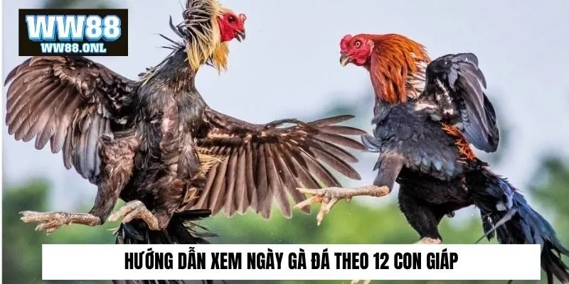 Hướng dẫn xem ngày gà đá theo 12 con giáp