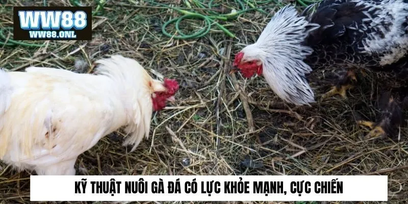kỹ thuật nuôi gà đá​