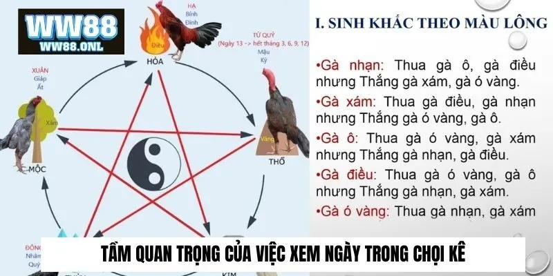 Tầm quan trọng của việc xem ngày trong chọi kê