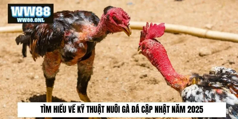 Tìm hiểu về kỹ thuật nuôi gà đá​ cập nhật năm 2025