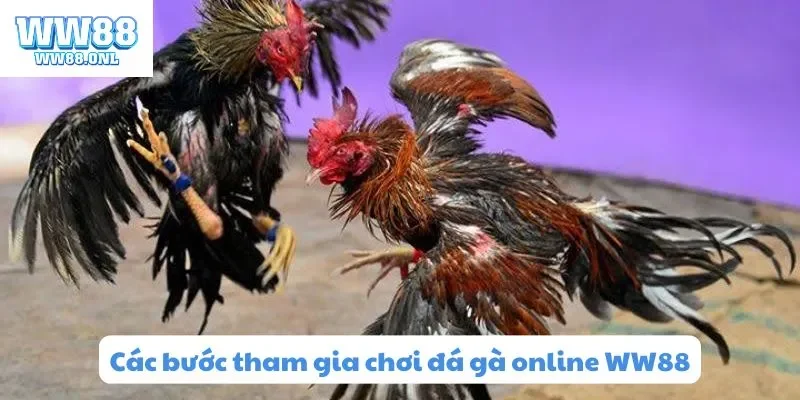 Các bước tham gia chơi đá gà online WW88