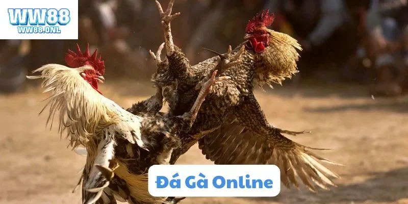 Đá gà online tại ww88