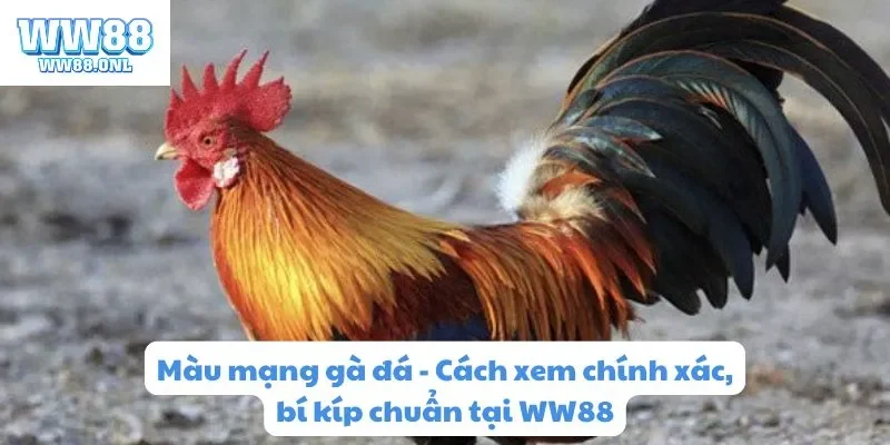Tìm hiểu màu mạng gà đá là gì tại ww88