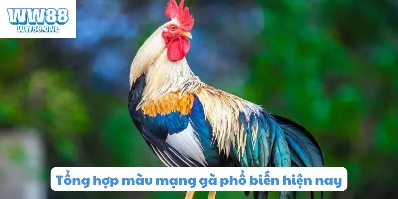 Tổng hợp màu mạng gà phổ biến hiện nay