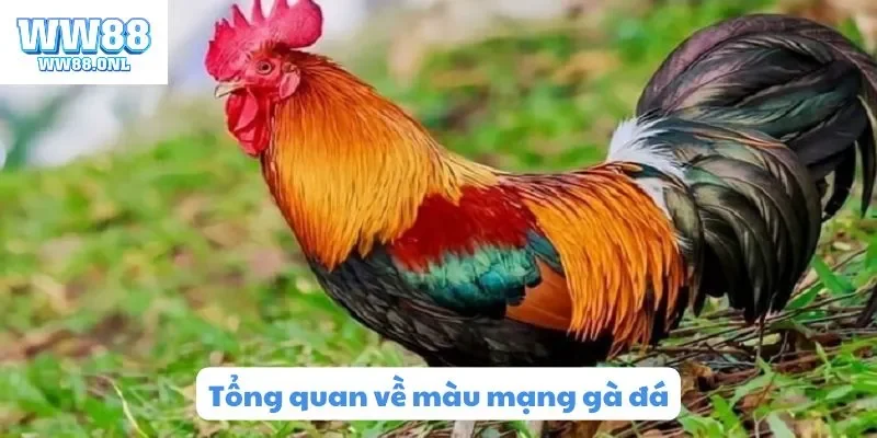 Tổng quan về màu mạng gà đá