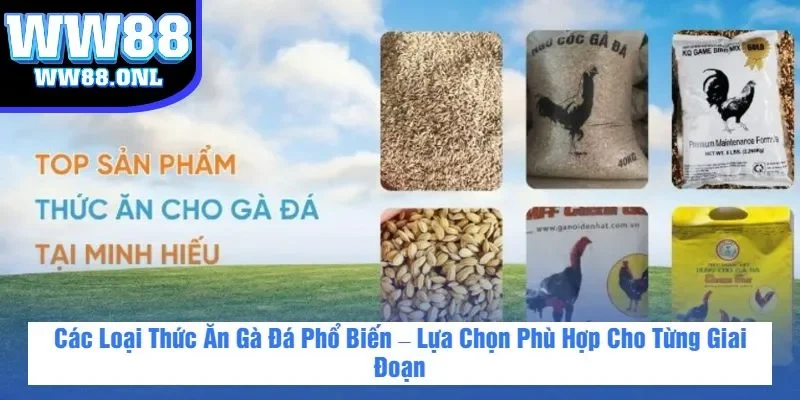 Các Loại Thức Ăn Gà Đá Phổ Biến – Lựa Chọn Phù Hợp Cho Từng Giai Đoạn