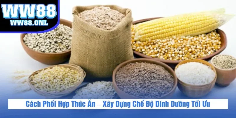 Cách Phối Hợp Thức Ăn – Xây Dựng Chế Độ Dinh Dưỡng Tối Ưu