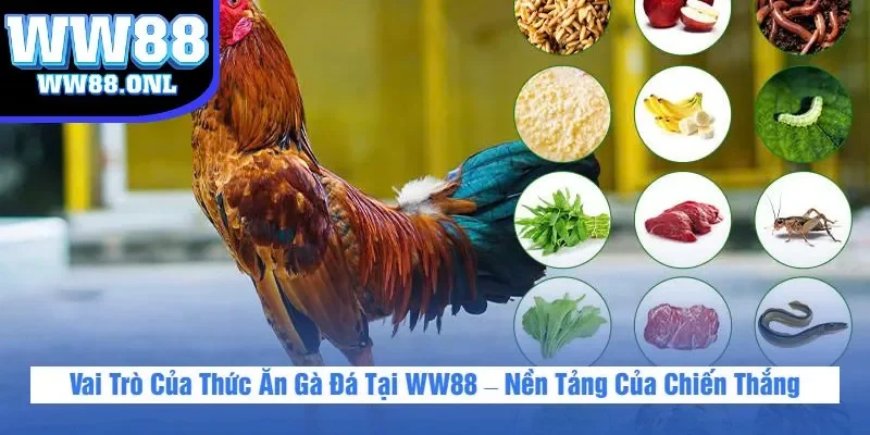 Vai Trò Của Thức Ăn Gà Đá Tại WW88 – Nền Tảng Của Chiến Thắng